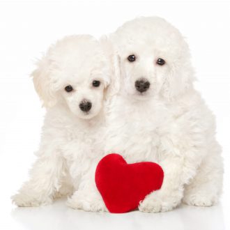 Two adorable poodle puppies sit with a red Valentine heart on a white background