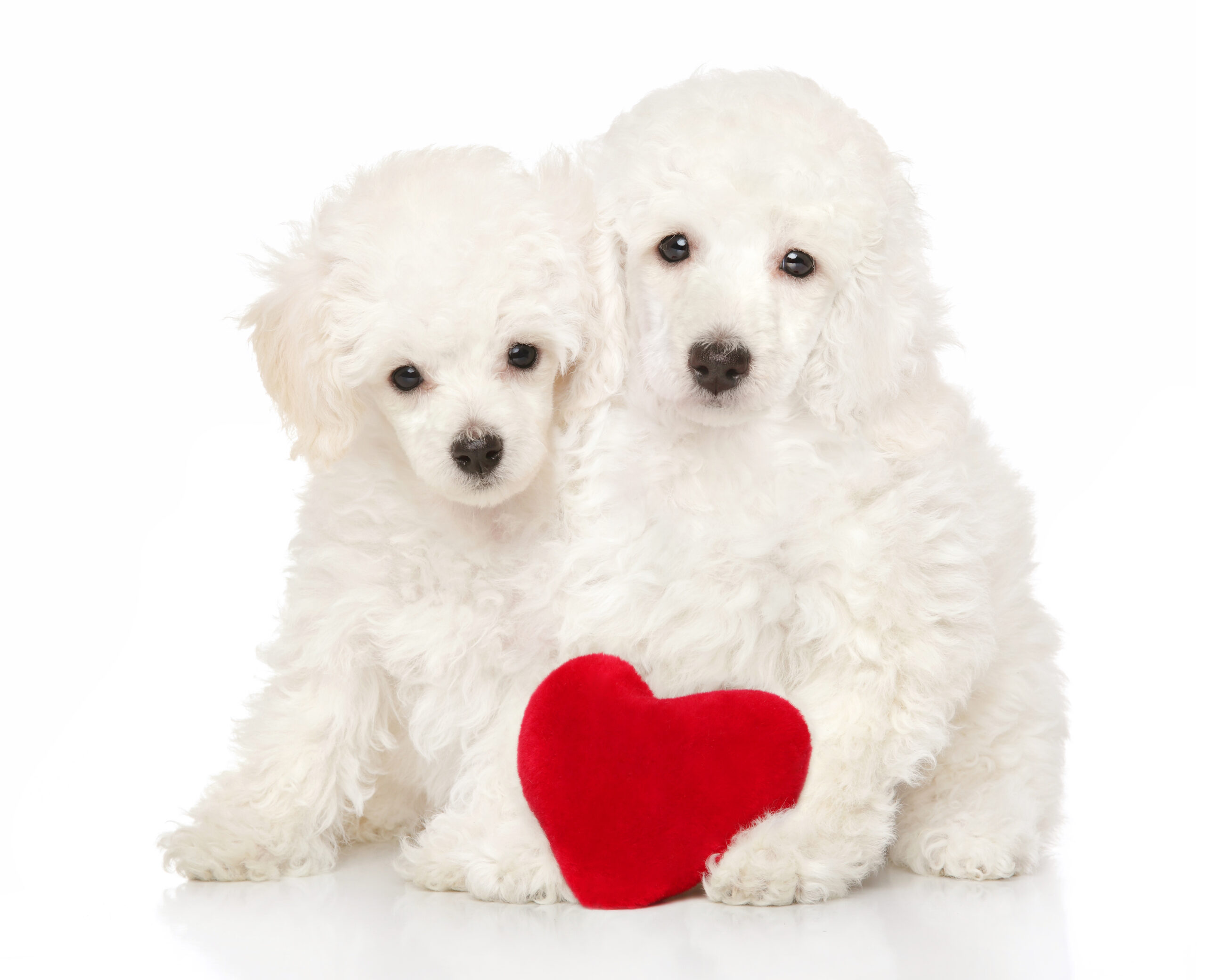 Two adorable poodle puppies sit with a red Valentine heart on a white background